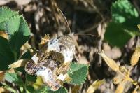 Acontia lucida