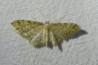 Idaea fuscovenosa