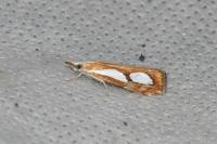 Catoptria pinella