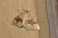 Cidaria fulvata