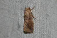 Cosmia pyralina