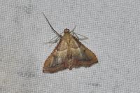 Endotricha flammealis
