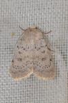 Hoplodrina respersa