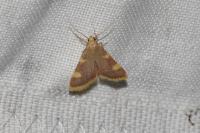 Hypsopygia costalis