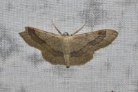 Idaea aversata