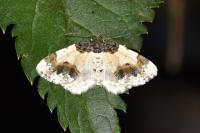 Ligdia adustata