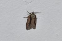 Nycteola revayana