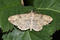 Peribatodes rhomboidaria rhomboidaria