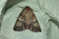 Polyphaenis sericata