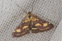 Pyrausta purpuralis