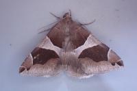 Dysgonia algira