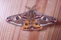 Saturnia pavonia