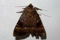 Amphipyra pyramidea