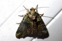 Cryphia algae