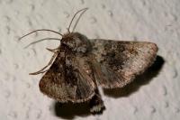 Hecatera dysodea