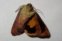 Noctua janthina
