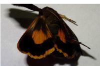 Noctua janthina