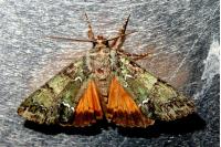 Polyphaenis sericata