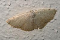 Stegania trimaculata
