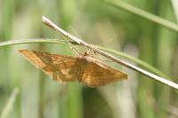 Idaea ochrata