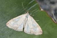 Udea decrepitalis