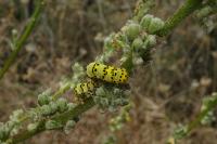 Cucullia lychnitis