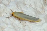 Manulea complana