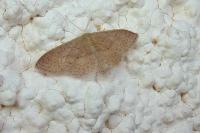 Idaea eugeniata