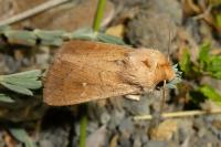 Mythimna ferrago