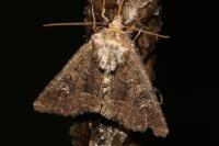 Mesapamea secalella/secalis