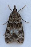 Eudonia mercurella