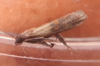 Plodia interpunctella