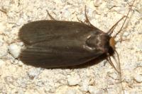 Achroia grisella