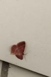 Scopula rubiginata