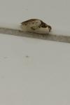 Cilix glaucata
