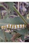 Cucullia lychnitis