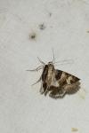 Drasteria cailino