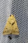 Helicoverpa armigera