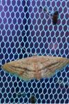 Idaea mediaria