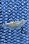 Idaea aversata