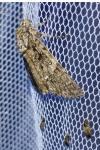 Acronicta rumicis