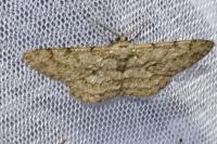 Hypomecis punctinalis