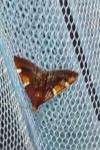 Pyralis regalis