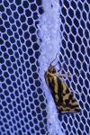 Emmelia trabealis