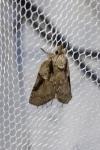 Nycteola columbana