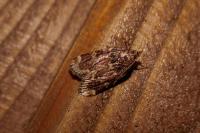 Aglossa caprealis