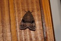 Amphipyra pyramidea