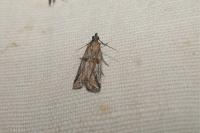 Asalebria florella