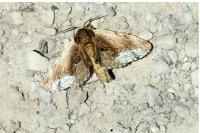 Ptilodon cucullina