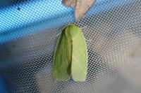Bena bicolorana